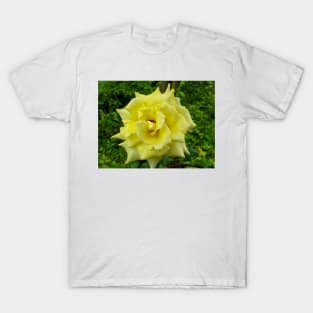 Yellow Rose Wild T-Shirt